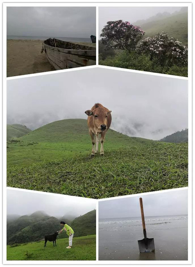 5月1日，陽西藍(lán)袍藍(lán)看海，陽春雞籠頂?shù)巧劫p高山杜鵑